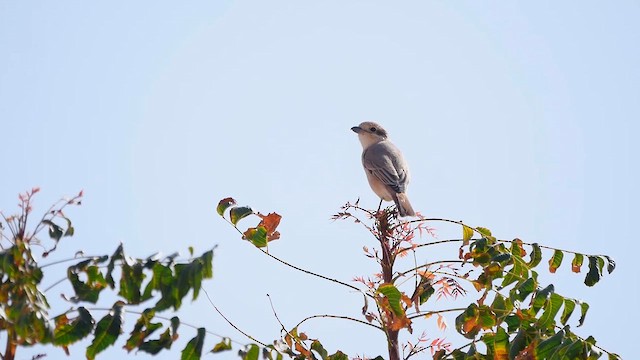 Isabelline Shrike - ML622370220