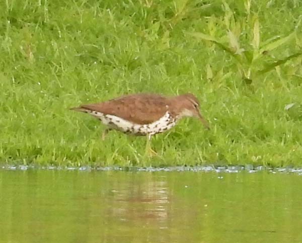 Spotted Sandpiper - ML622370236