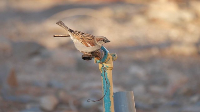 House Sparrow - ML622370287