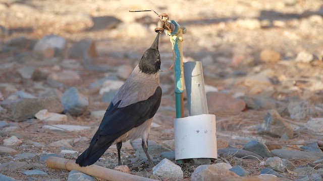 Hooded Crow - ML622370288