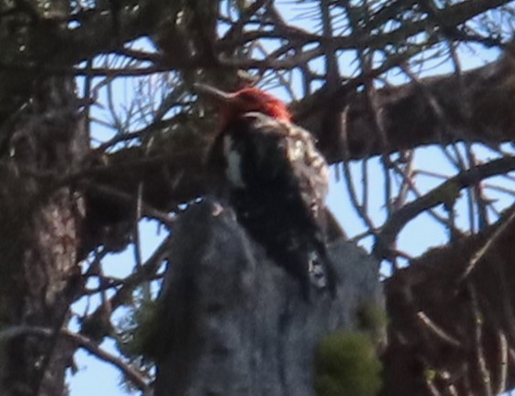 Red-naped x Red-breasted Sapsucker (hybrid) - ML622370340