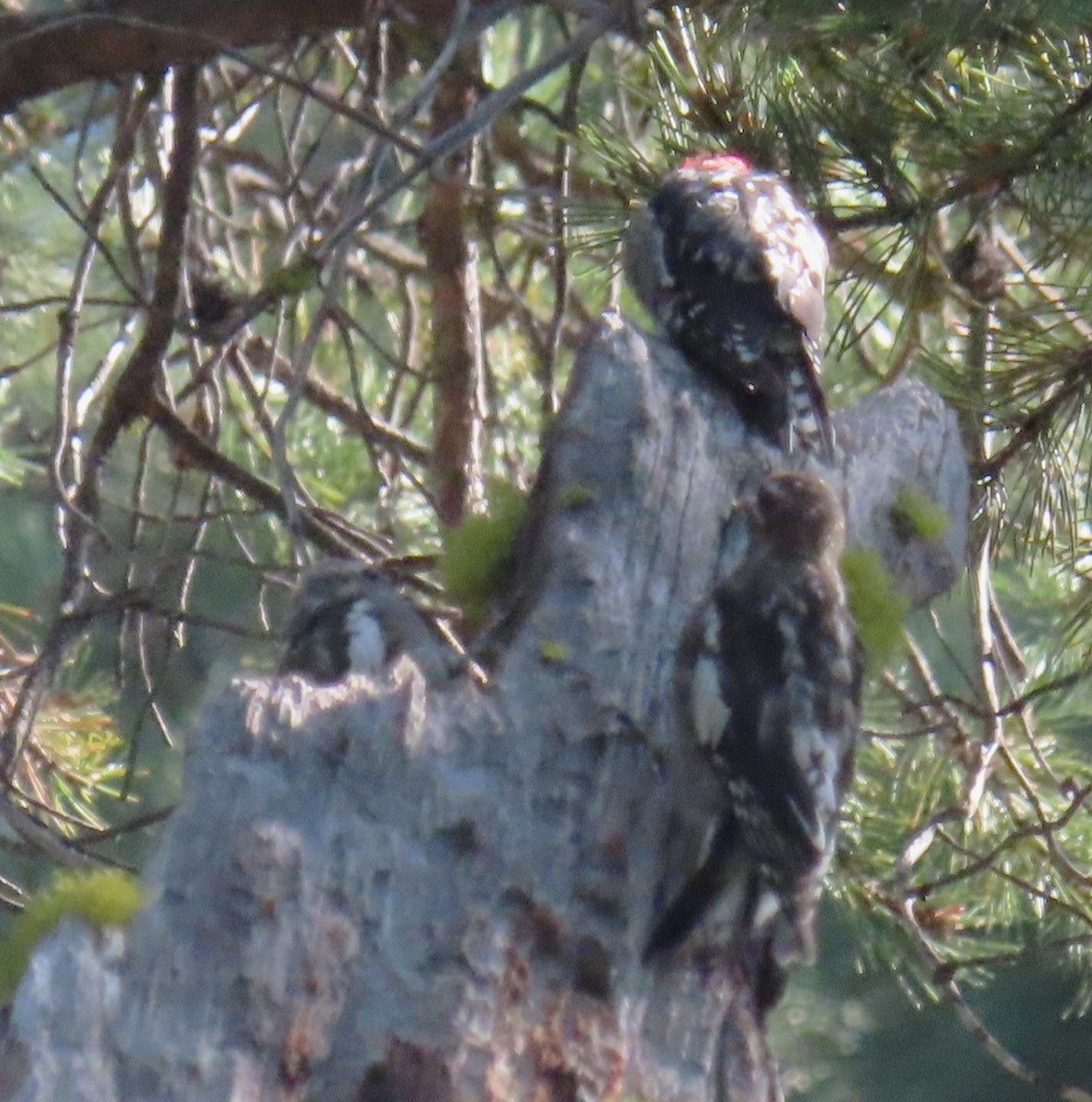 Red-naped x Red-breasted Sapsucker (hybrid) - ML622370341