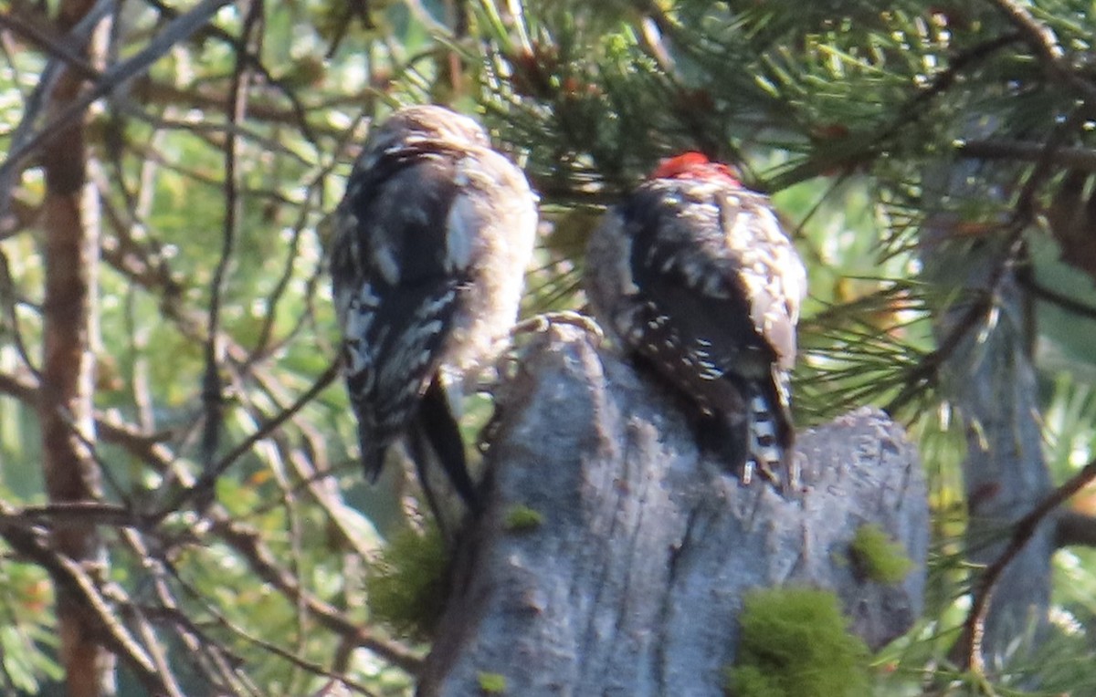 Red-naped x Red-breasted Sapsucker (hybrid) - ML622370342