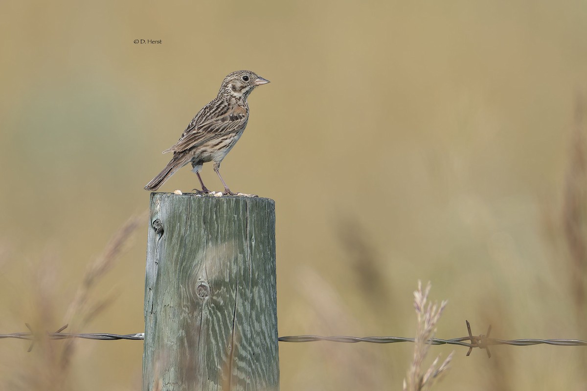 Vesper Sparrow - ML622370438