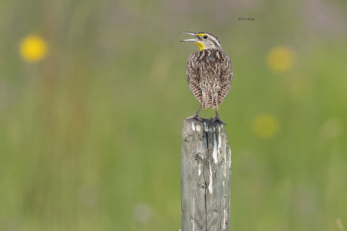 Western Meadowlark - ML622370486