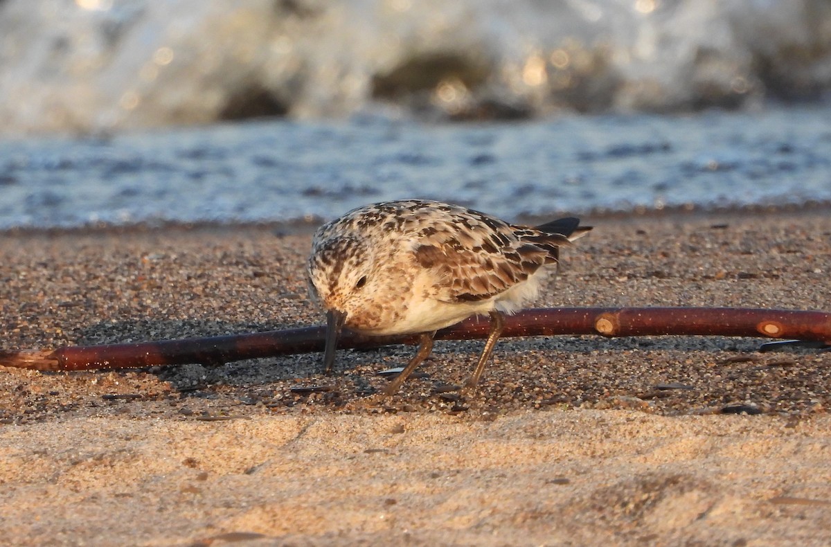 Bécasseau sanderling - ML622370635