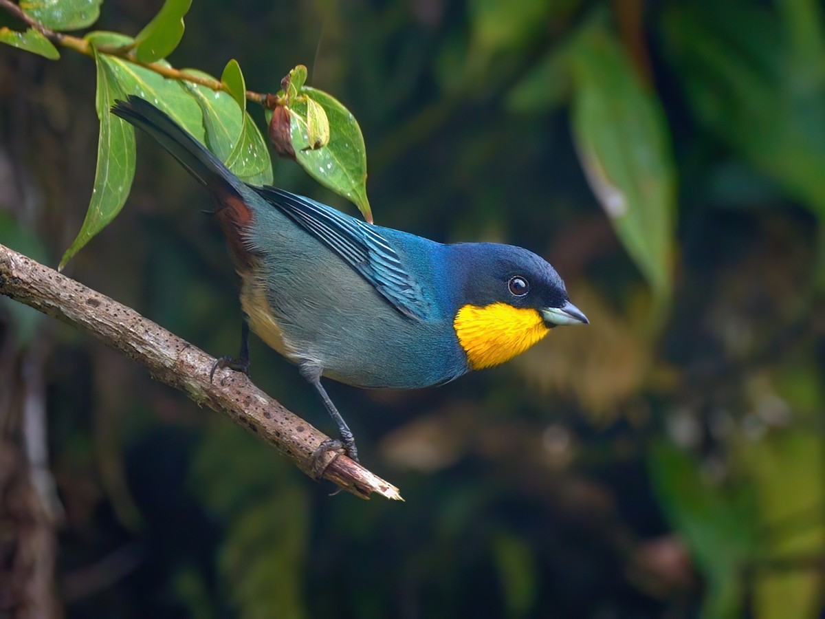  - Purplish-mantled Tanager