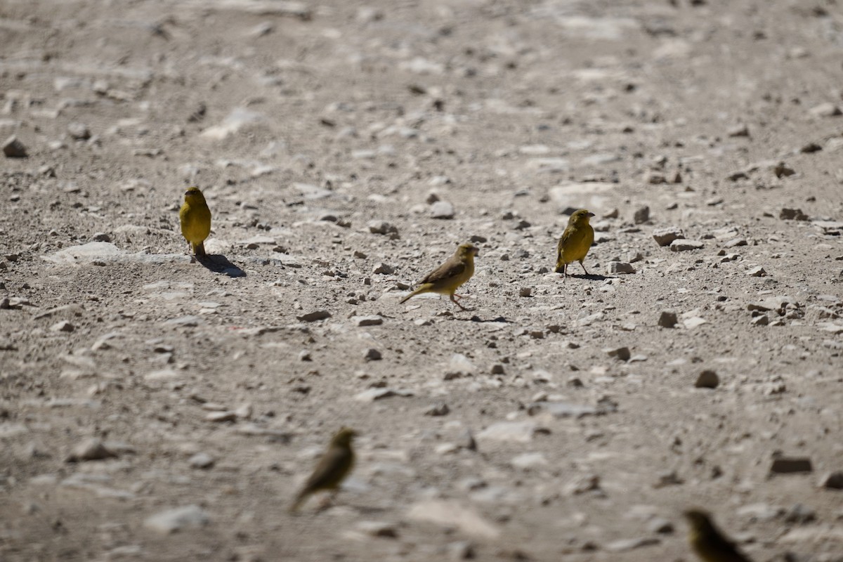 Greenish Yellow-Finch - ML622370937