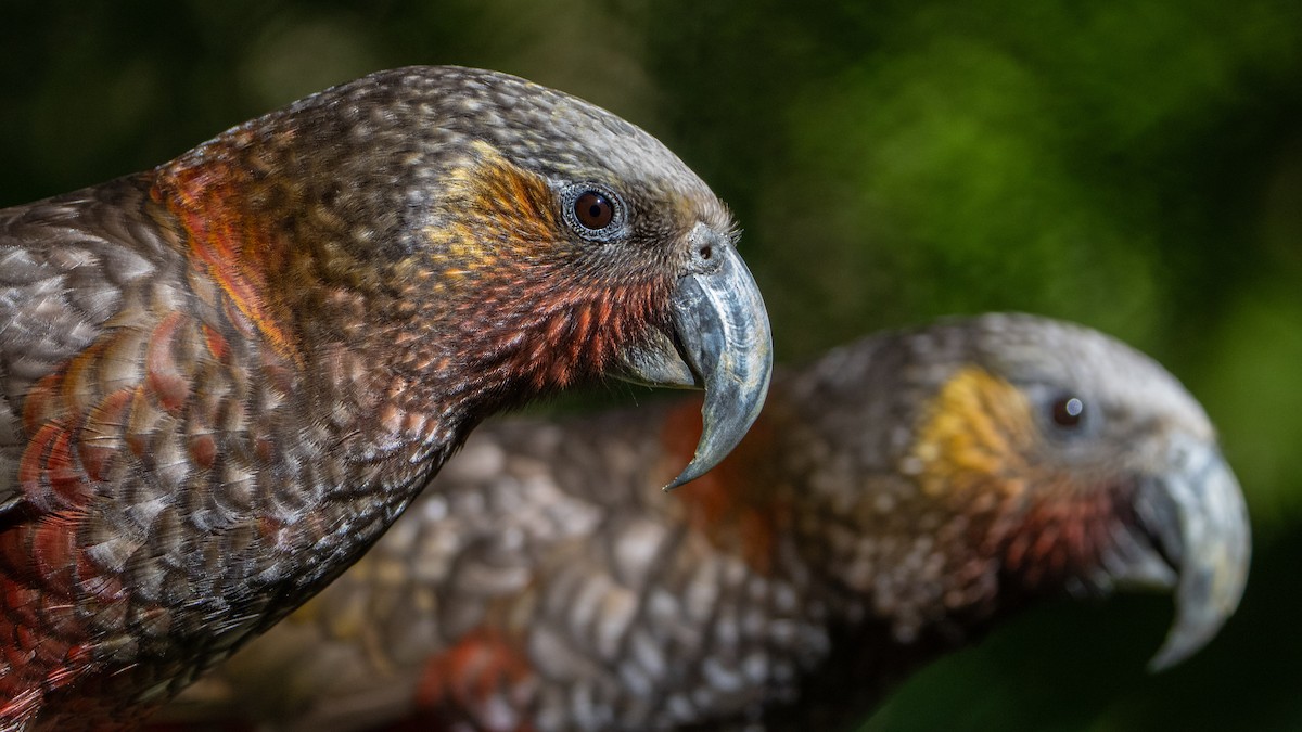 New Zealand Kaka - Brendan Tucker