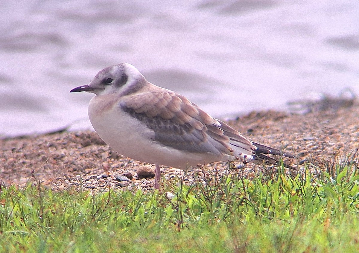 Bonaparte's Gull - ML622371131