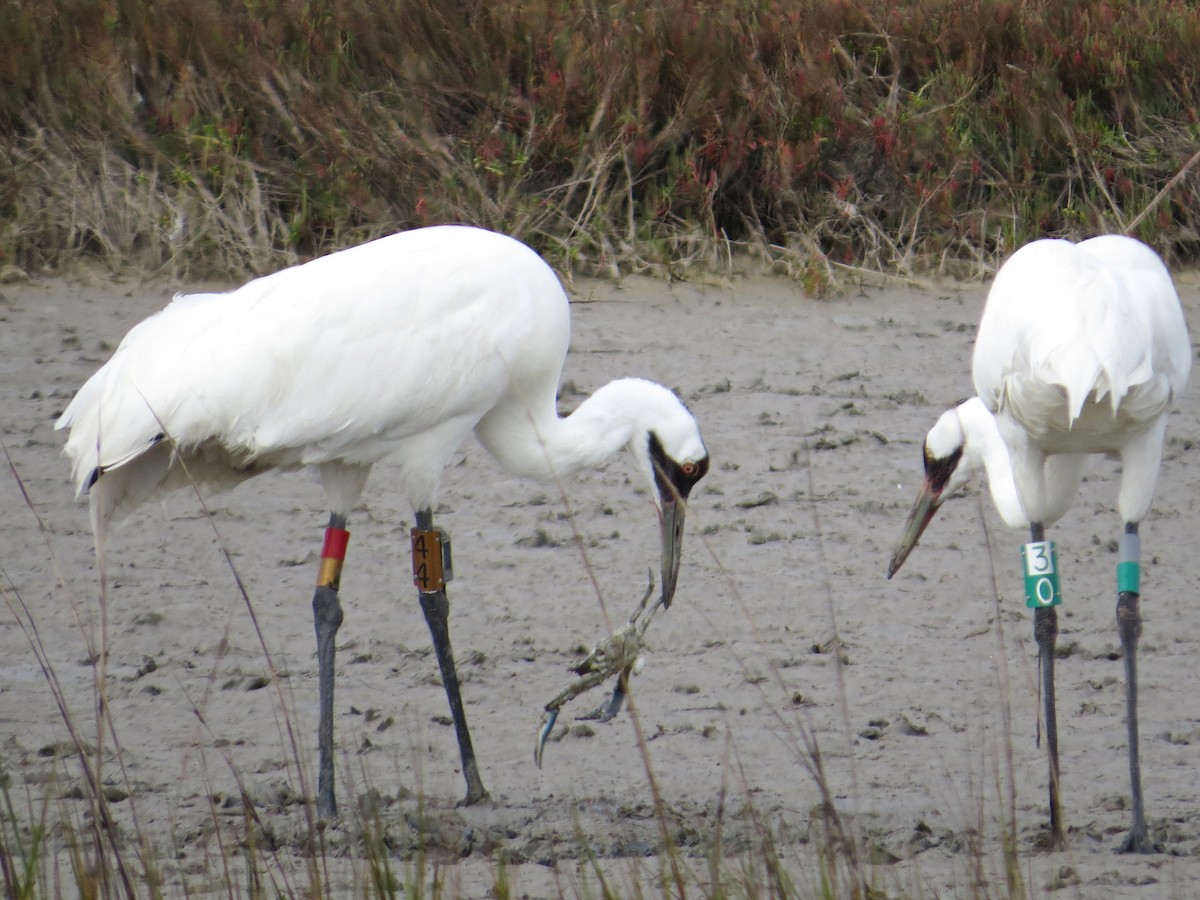 Whooping Crane - ML622371133