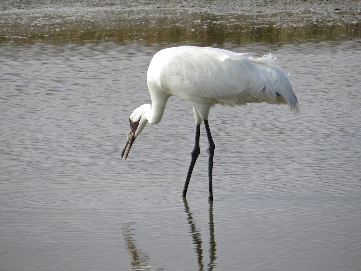 Whooping Crane - ML622371143