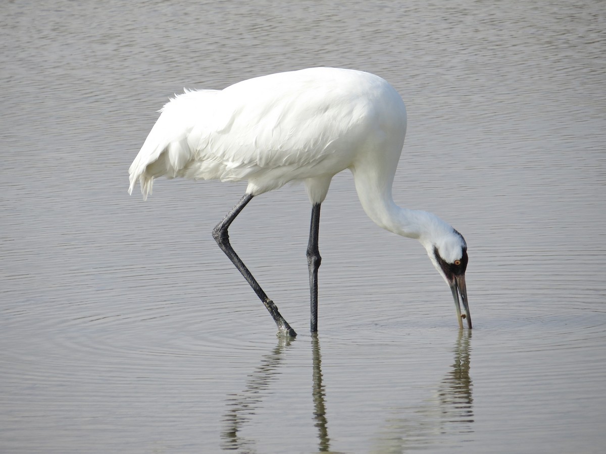 Whooping Crane - Joyce Brady