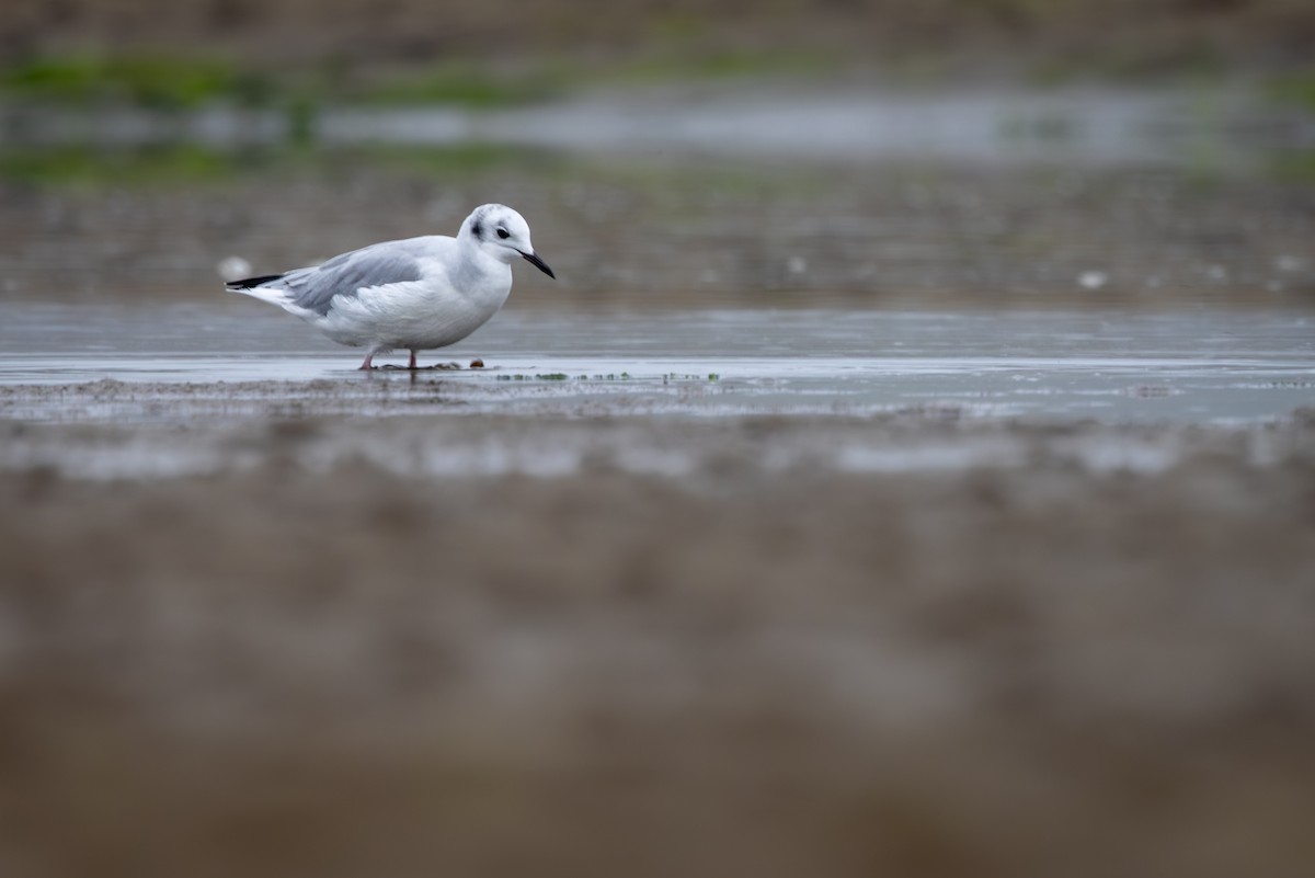 Bonaparte's Gull - ML622371149