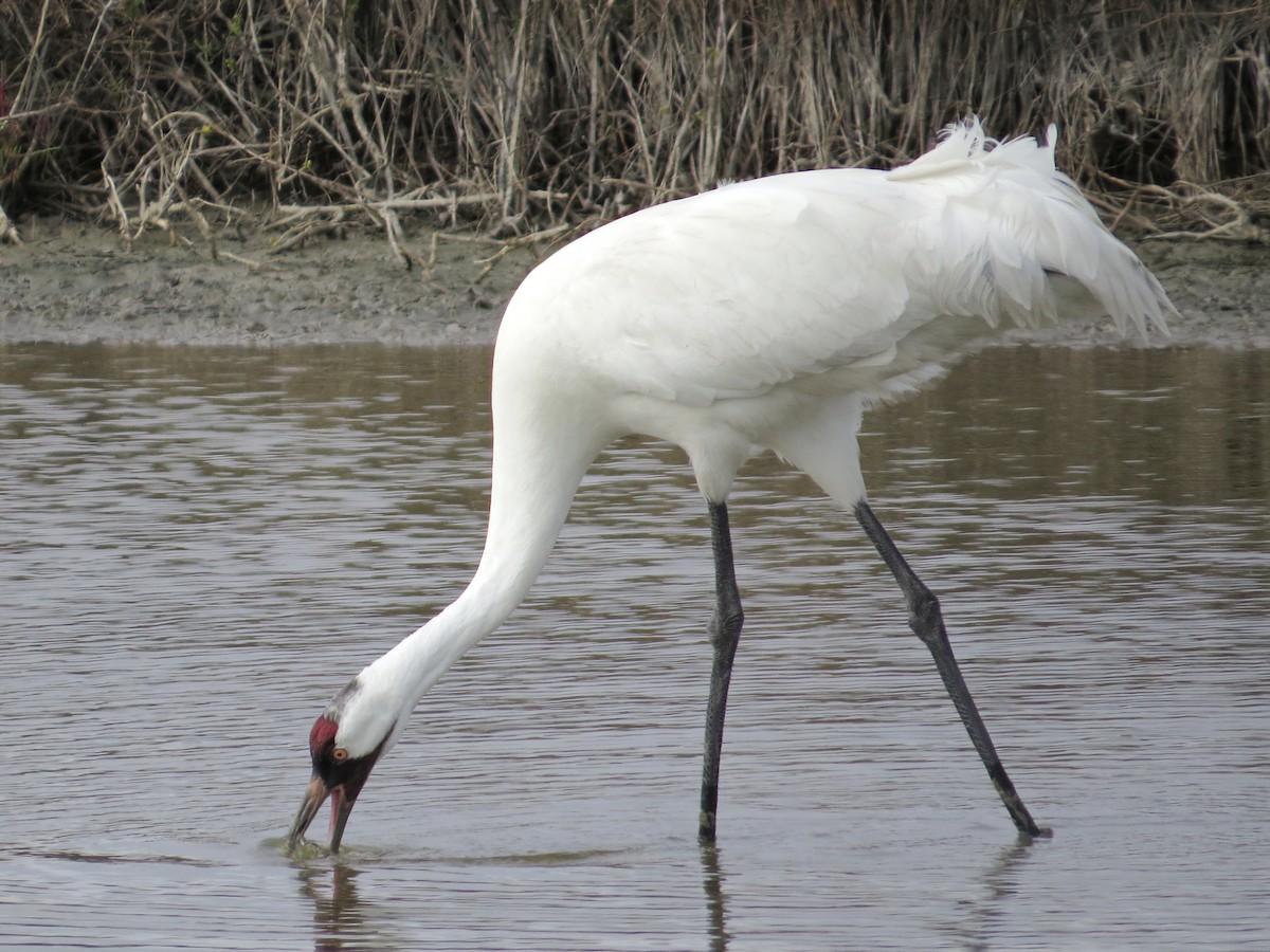 Whooping Crane - ML622371152