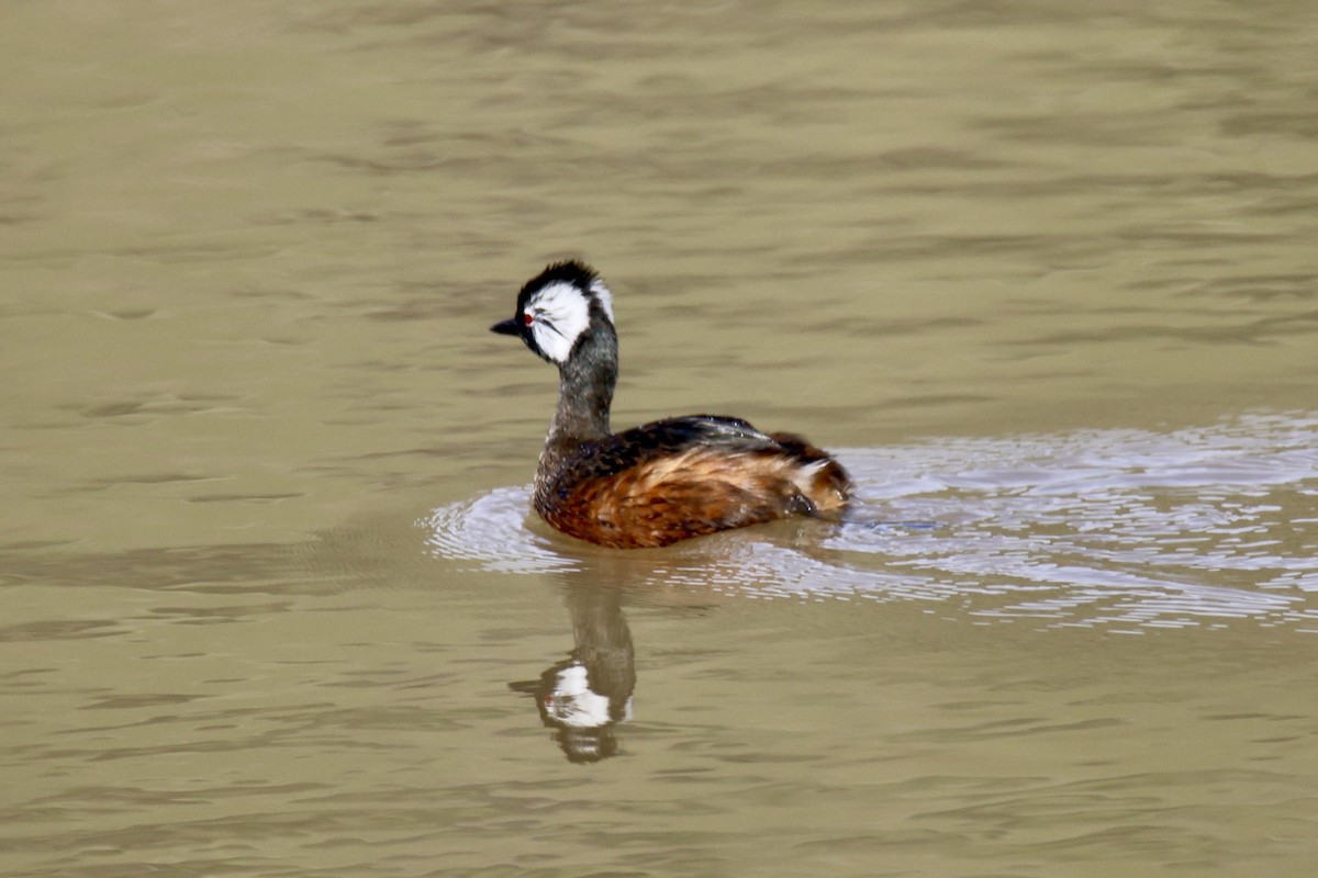 White-tufted Grebe - ML622371159