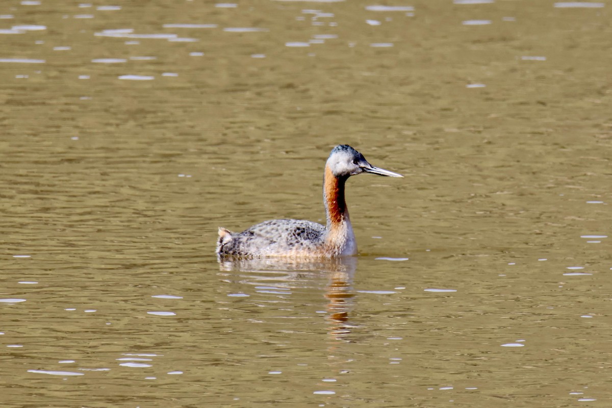 Great Grebe - ML622371163