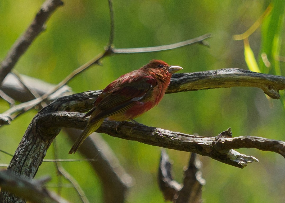 Summer Tanager - ML622371334