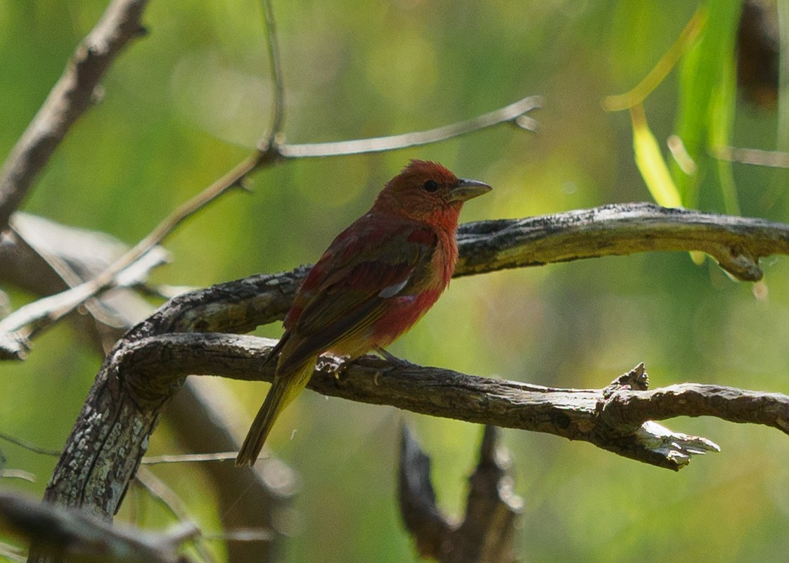 Summer Tanager - Grace Sanchez