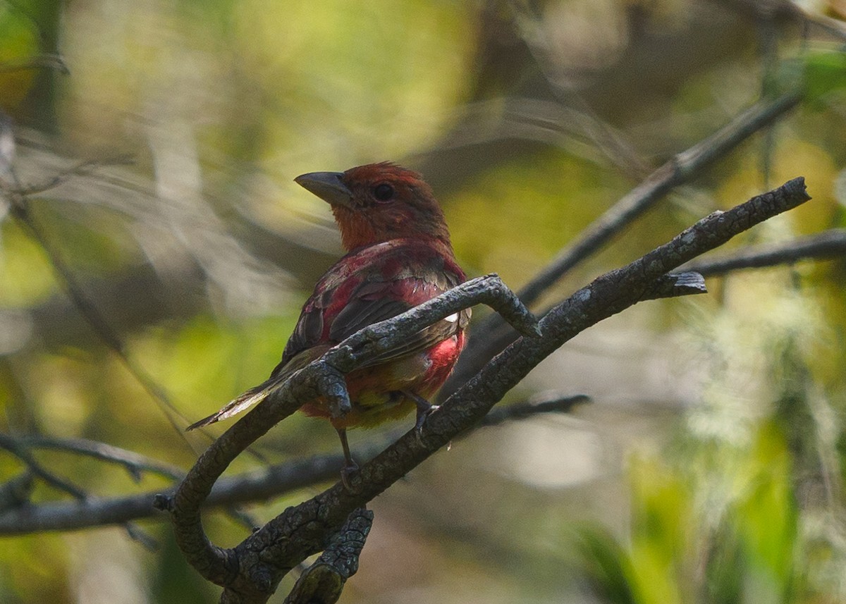 Summer Tanager - ML622371336