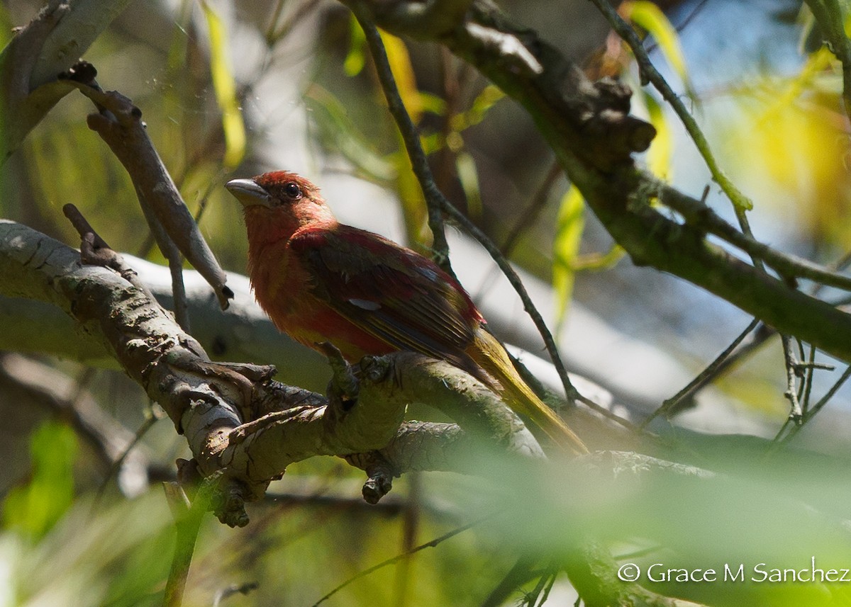 Summer Tanager - ML622371337