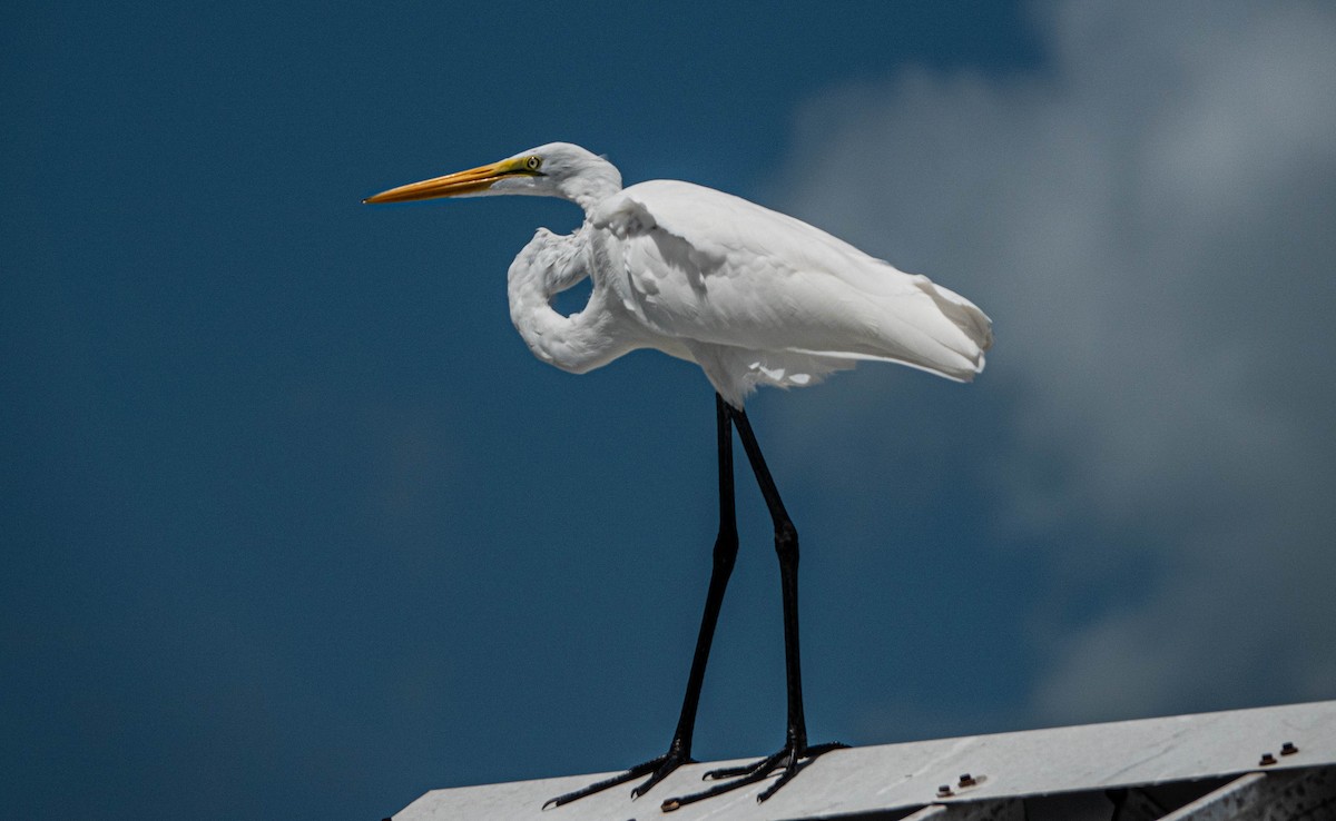 Great Egret - ML622371379