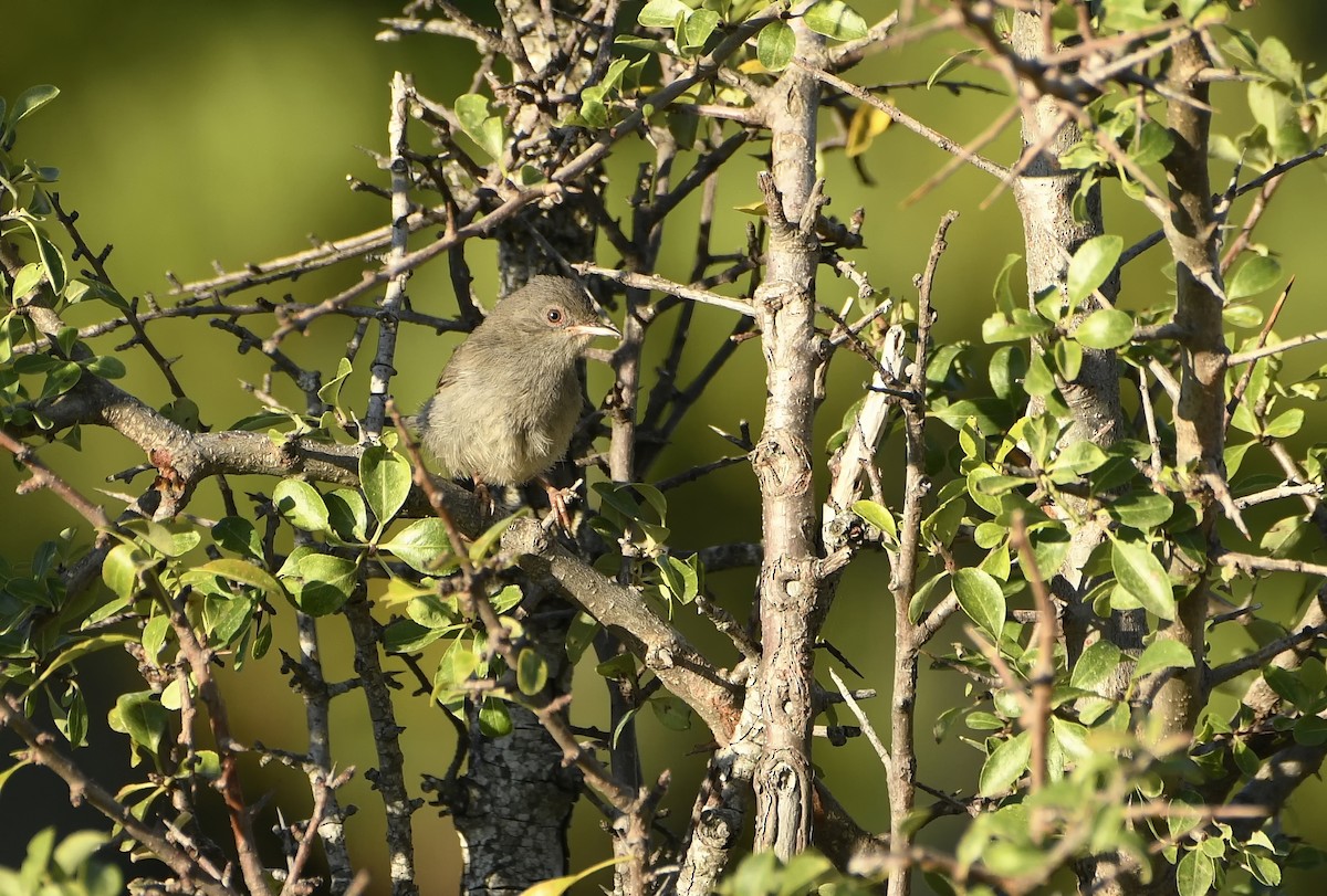 Marmora's Warbler - ML622371383