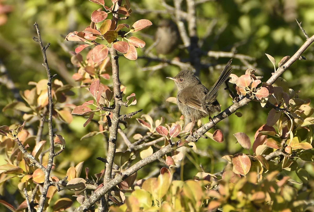 Marmora's Warbler - Mikołaj Rowicki