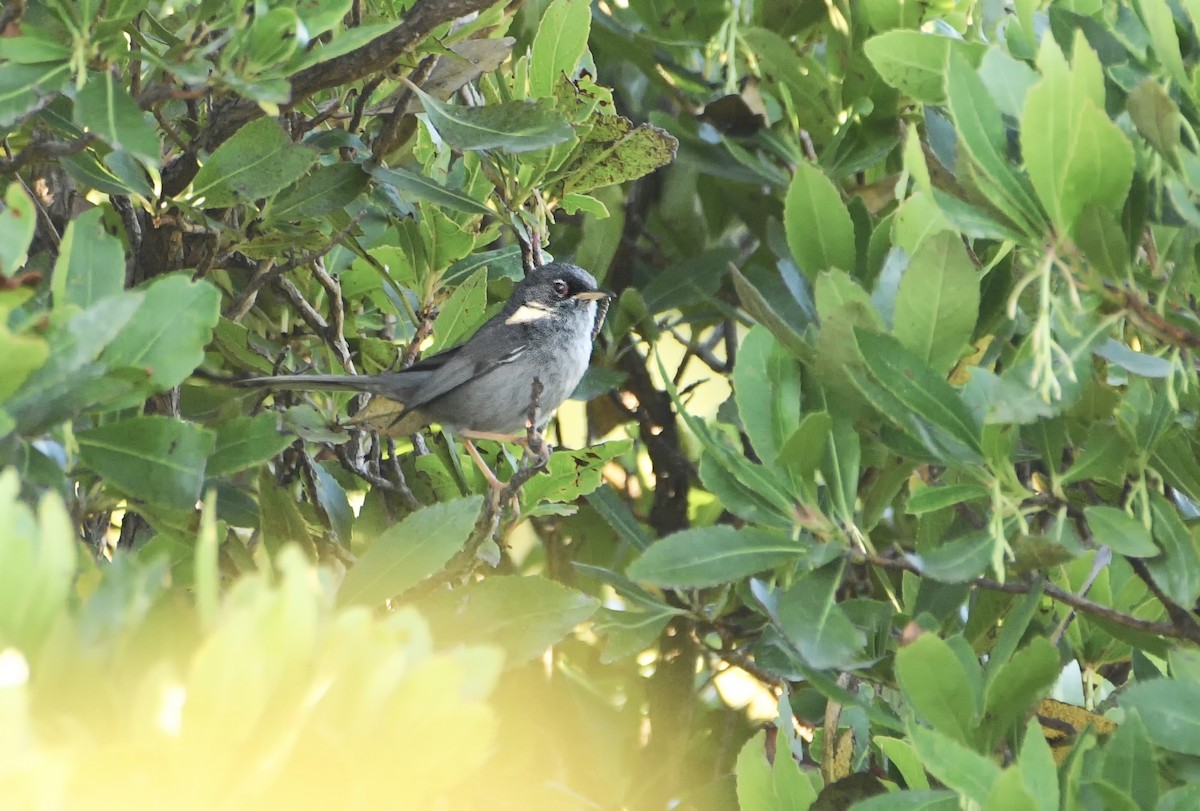 Marmora's Warbler - ML622371389