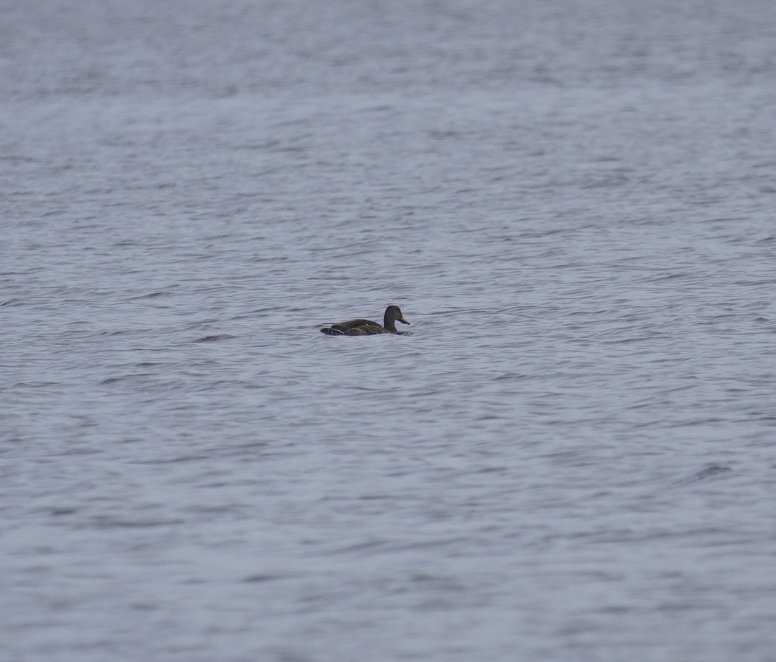 Mallard/American Black Duck - ML622371468