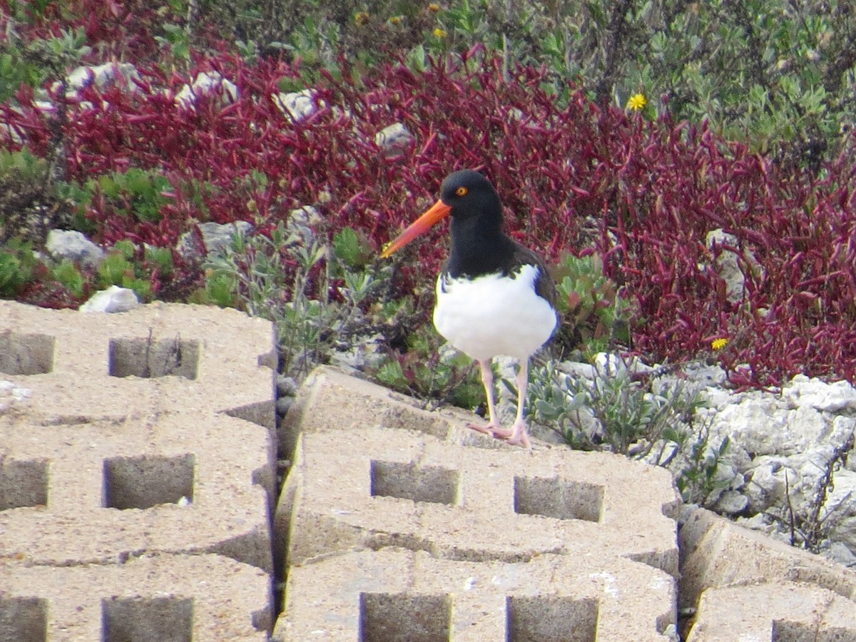 American Oystercatcher - ML622371573