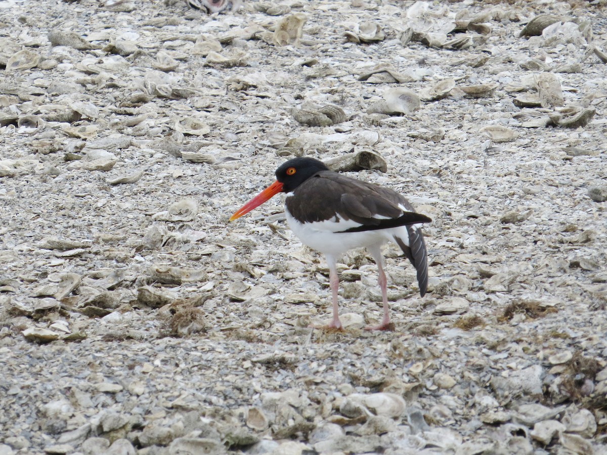 American Oystercatcher - ML622371583