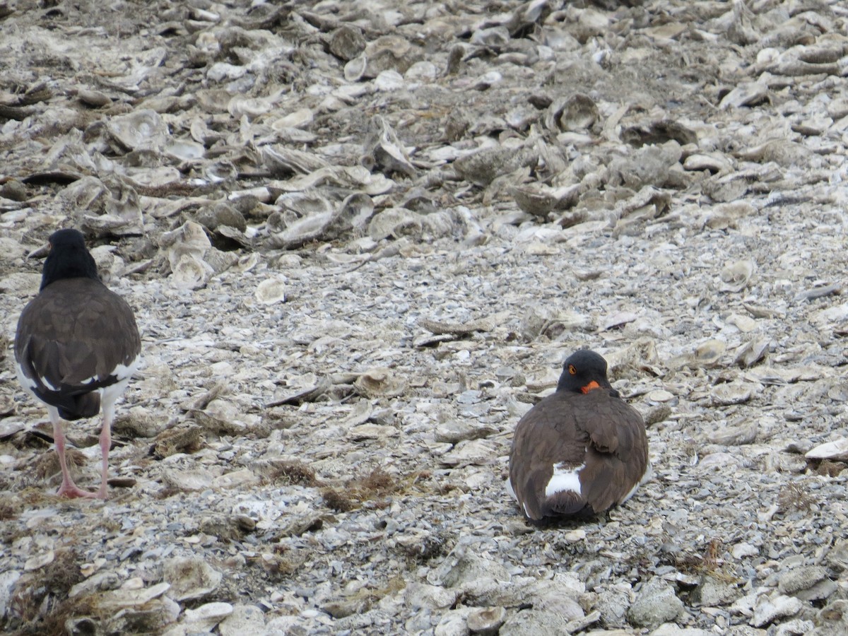 American Oystercatcher - ML622371585