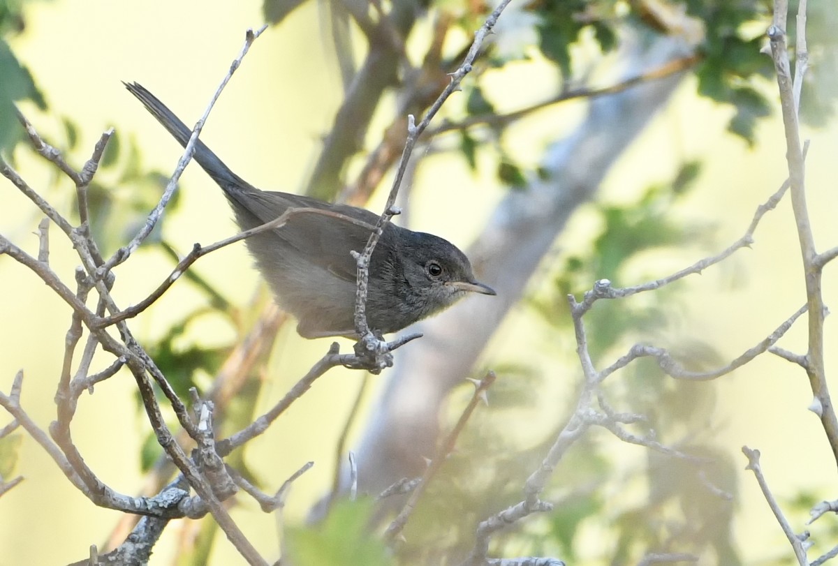 Marmora's Warbler - ML622371724