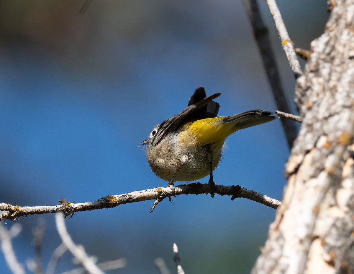 Virginia's Warbler - ML622371766