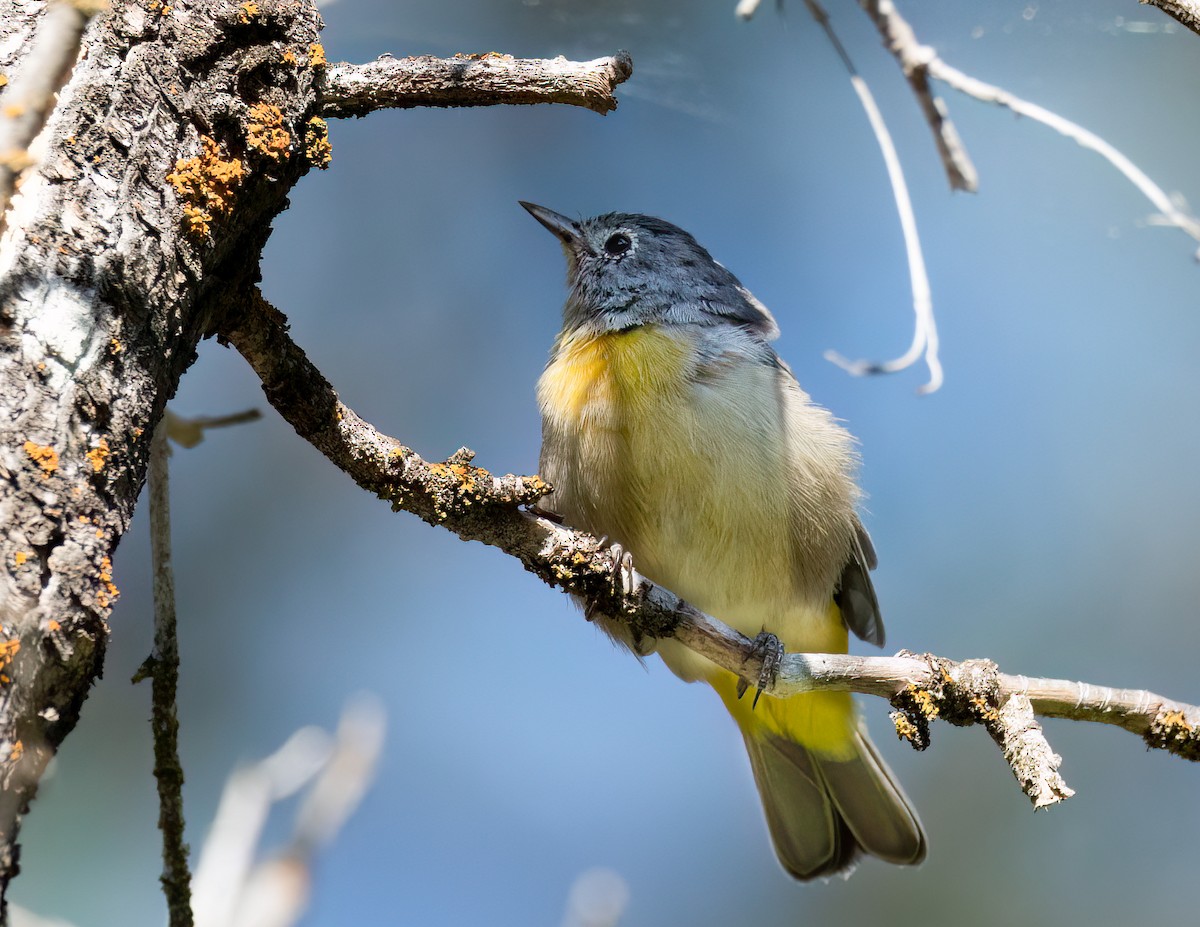 Virginia's Warbler - ML622371767