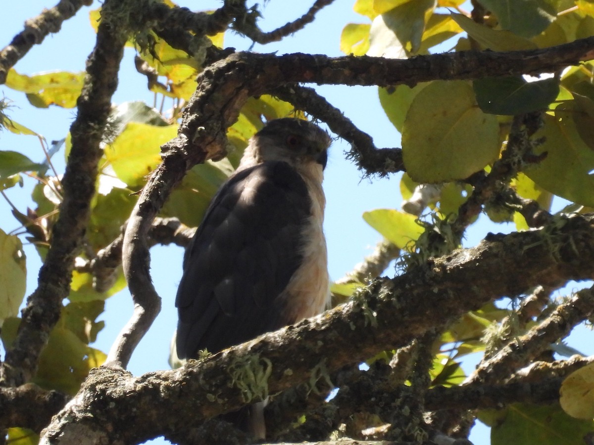 Cooper's Hawk - ML622371840