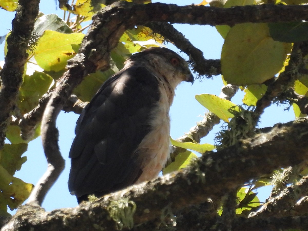 Cooper's Hawk - ML622371842