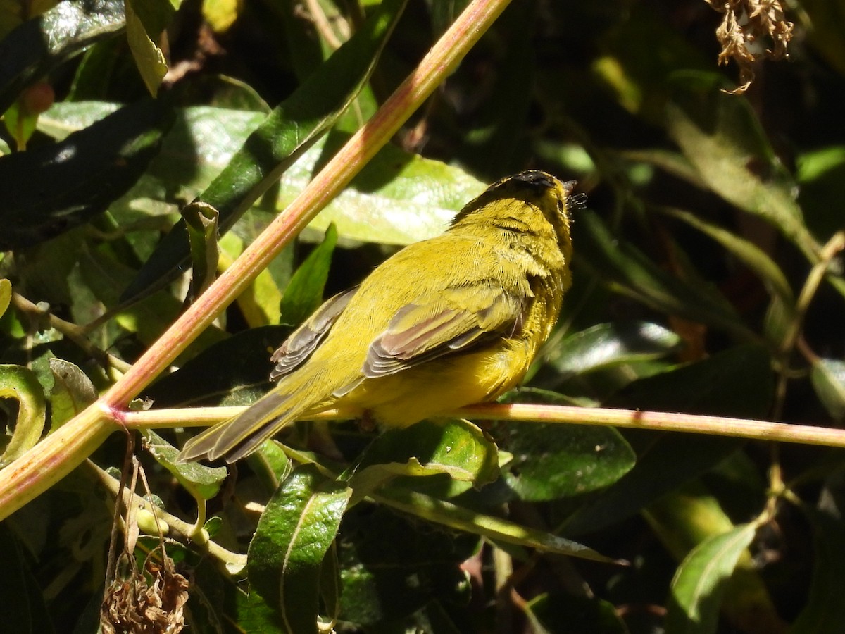 Wilson's Warbler - ML622371848