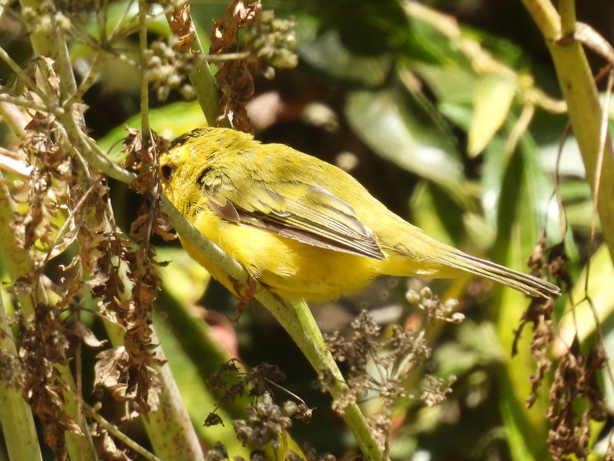 Wilson's Warbler - ML622371850