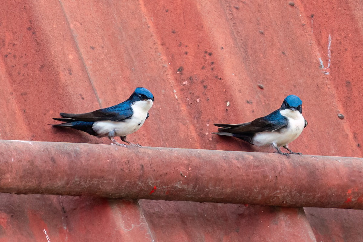 Blue-and-white Swallow - ML622371861