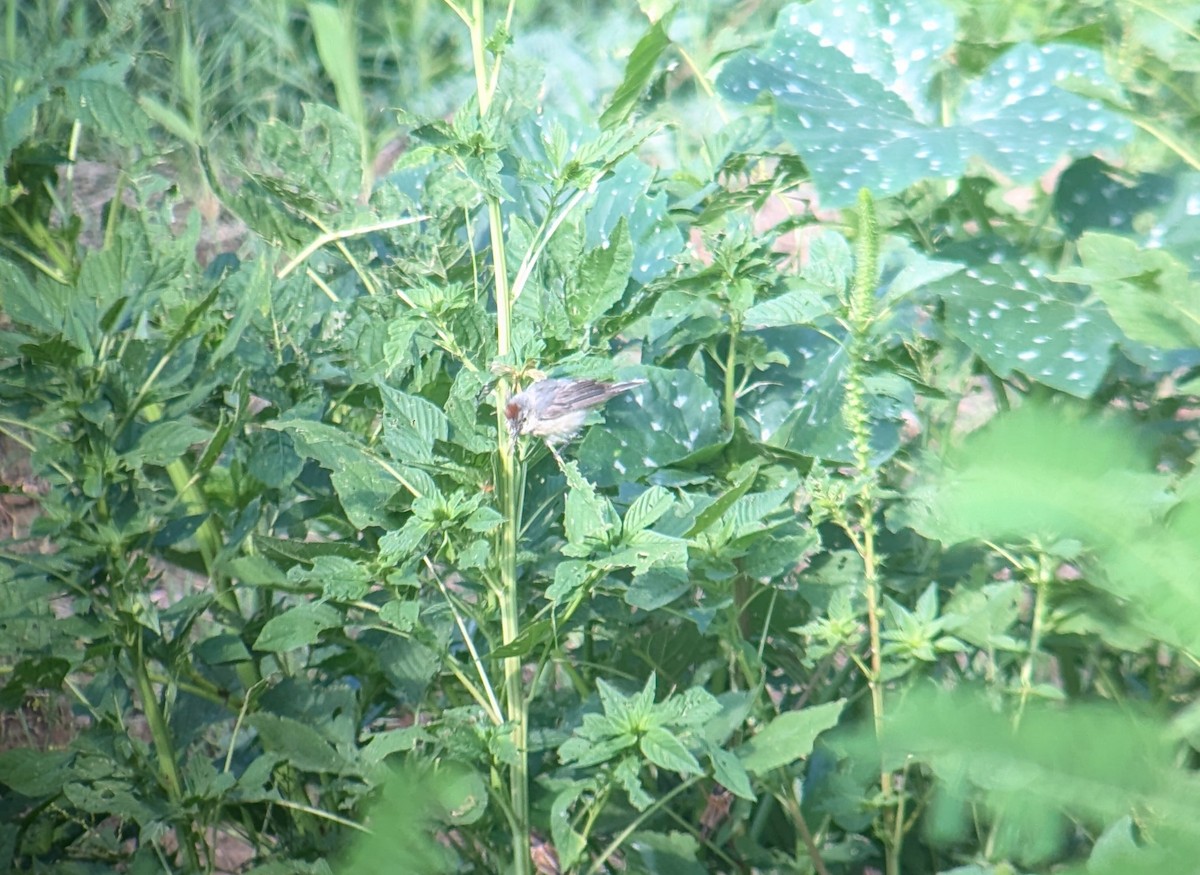 Lucy's Warbler - Carlos Gonzalez