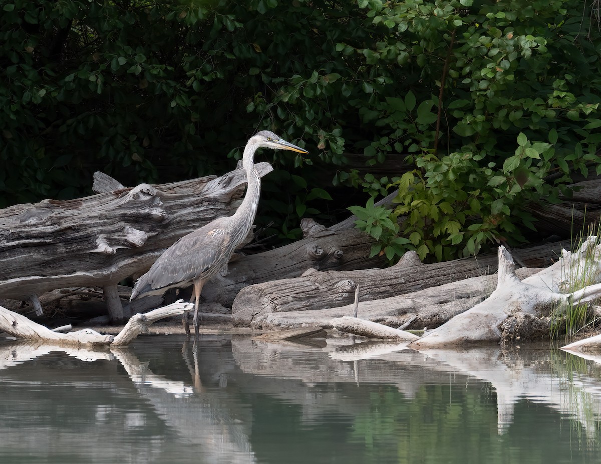 Great Blue Heron - ML622371866