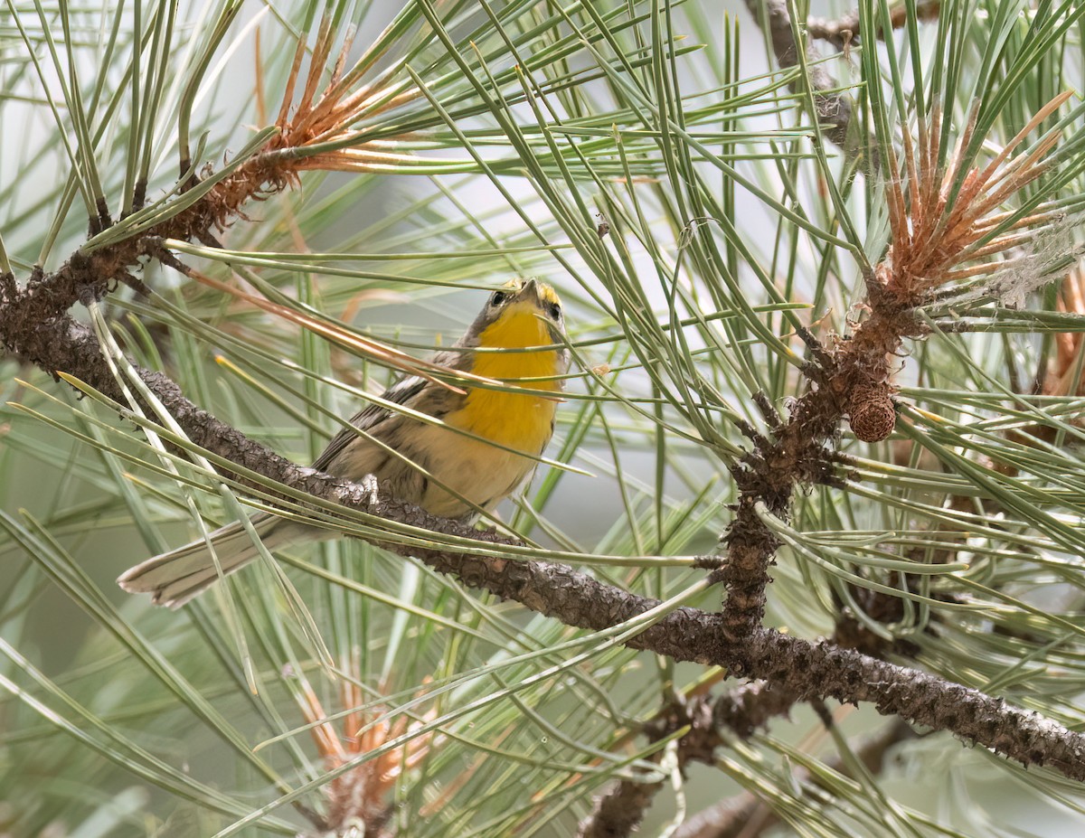 Grace's Warbler - ML622371912