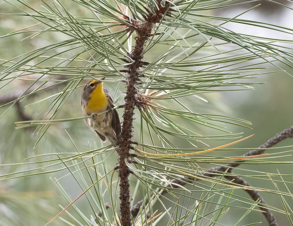 Grace's Warbler - ML622371913