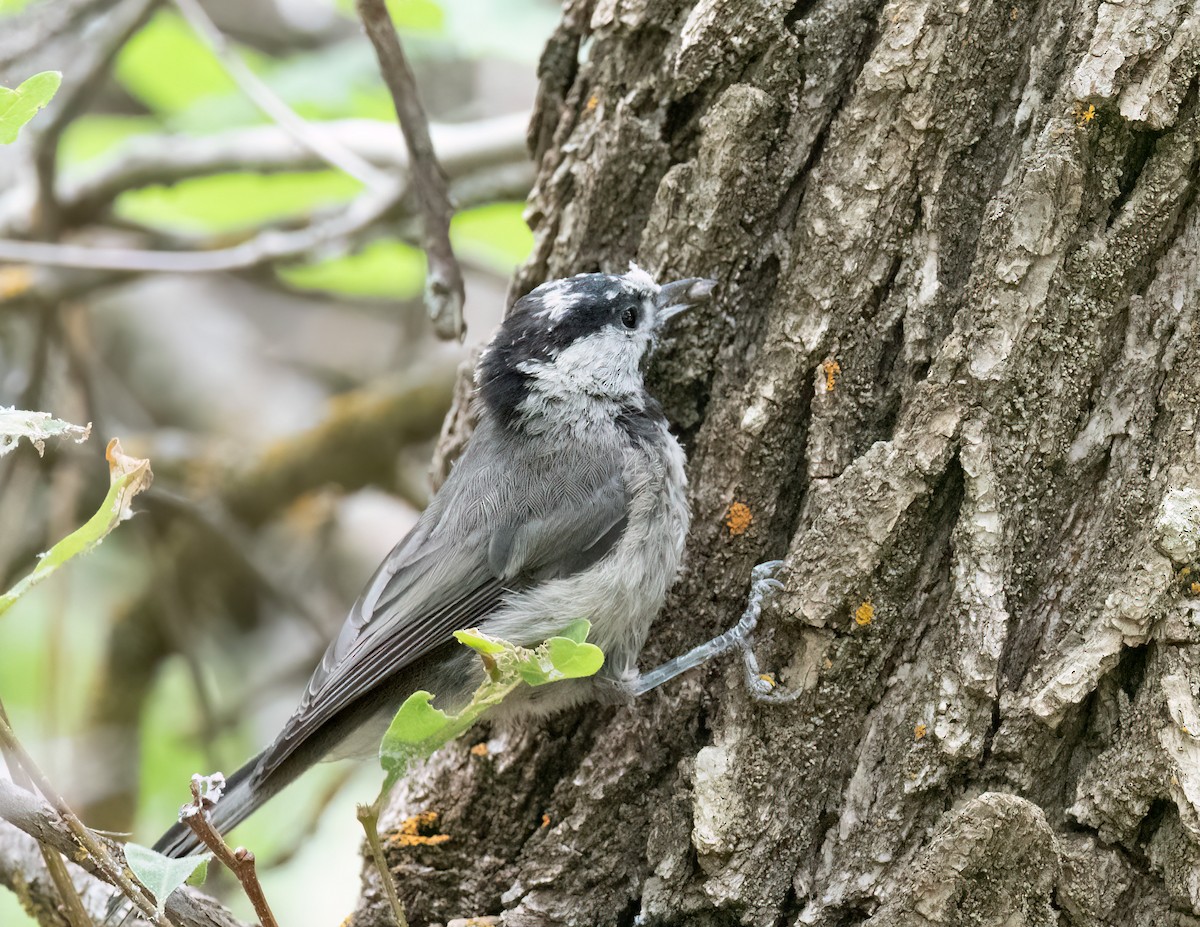 Mountain Chickadee - ML622371938