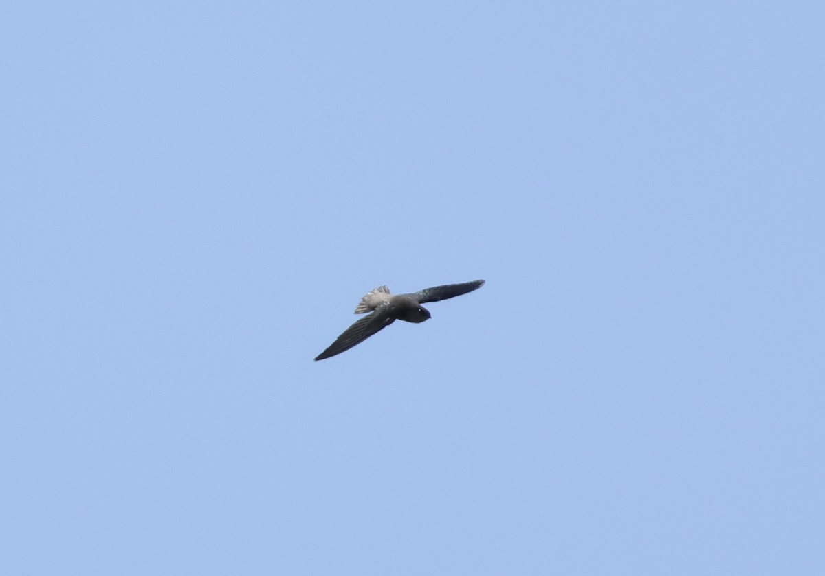 Chimney Swift - ML622371977