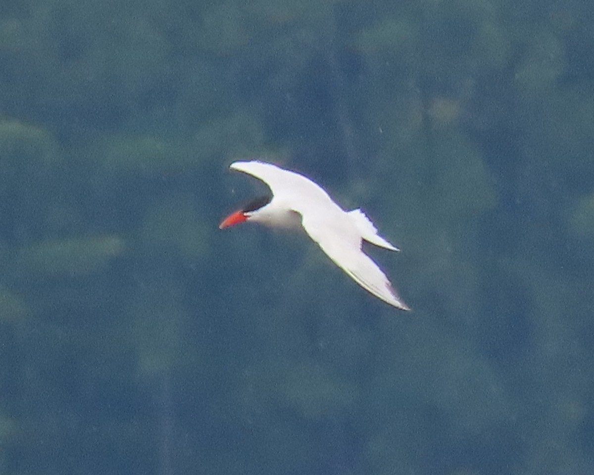 Caspian Tern - ML622371992