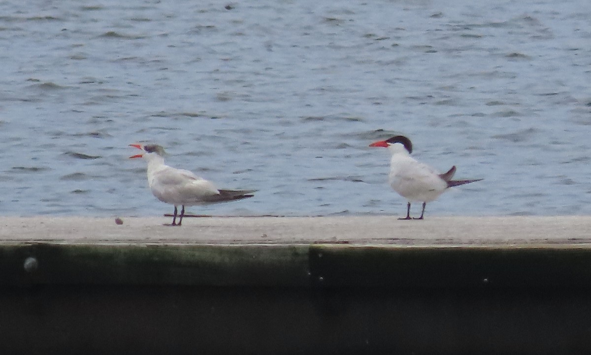 Caspian Tern - ML622371993