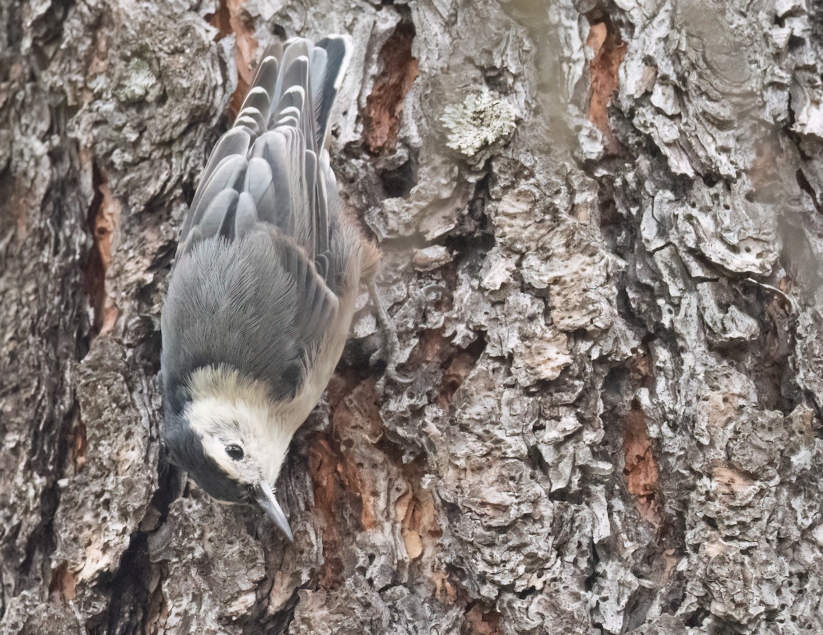 White-breasted Nuthatch - ML622372004